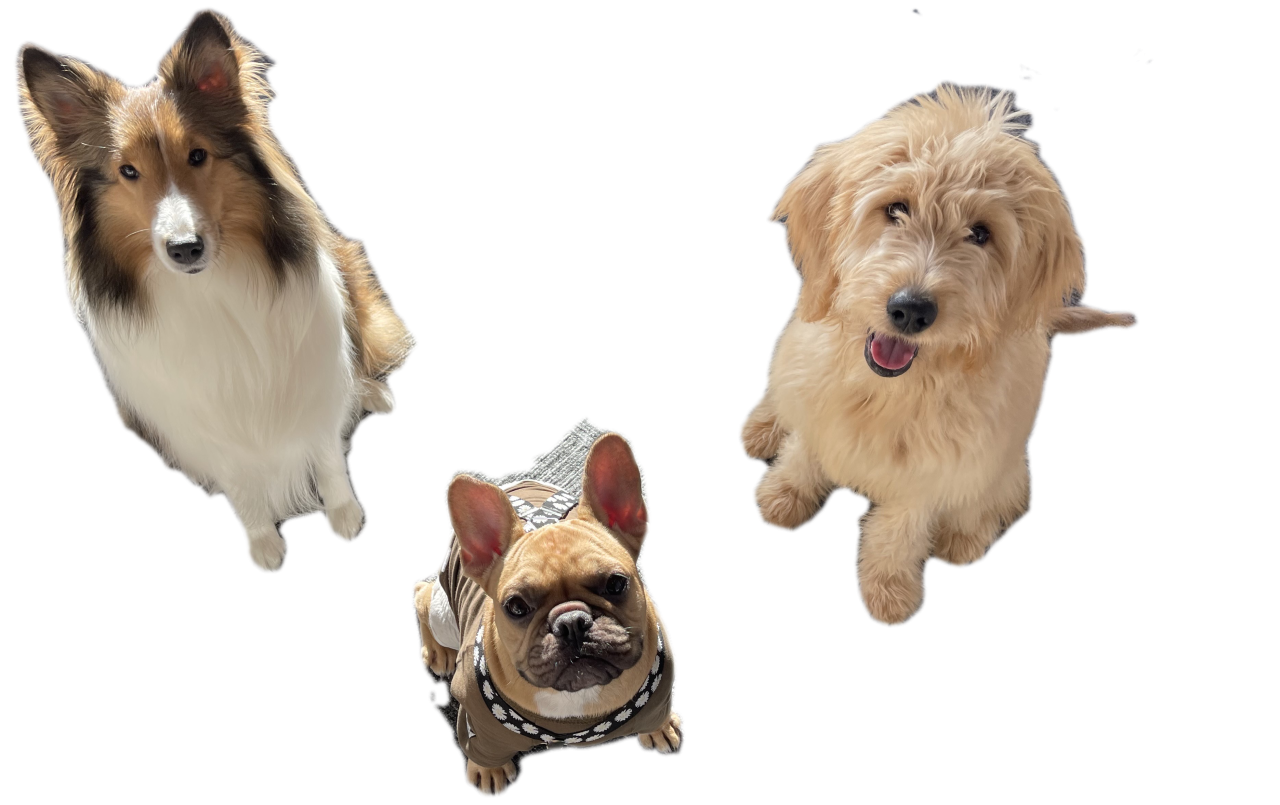 犬トリミング